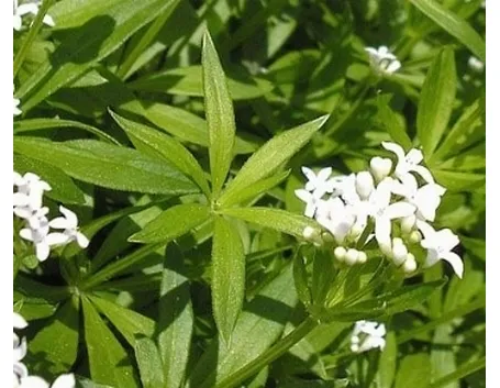 asperula