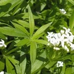 asperula