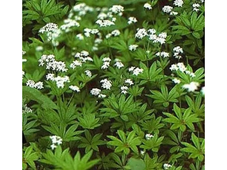 asperula 2