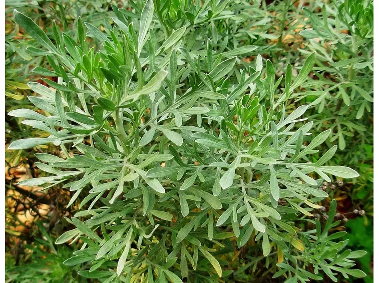 assenzio