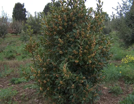 albero di alloro