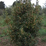 albero di alloro