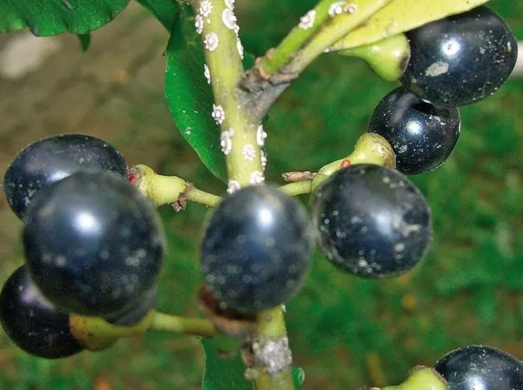 bacche di alloro