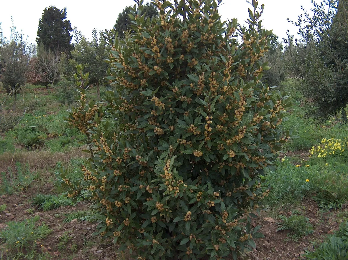 albero di alloro