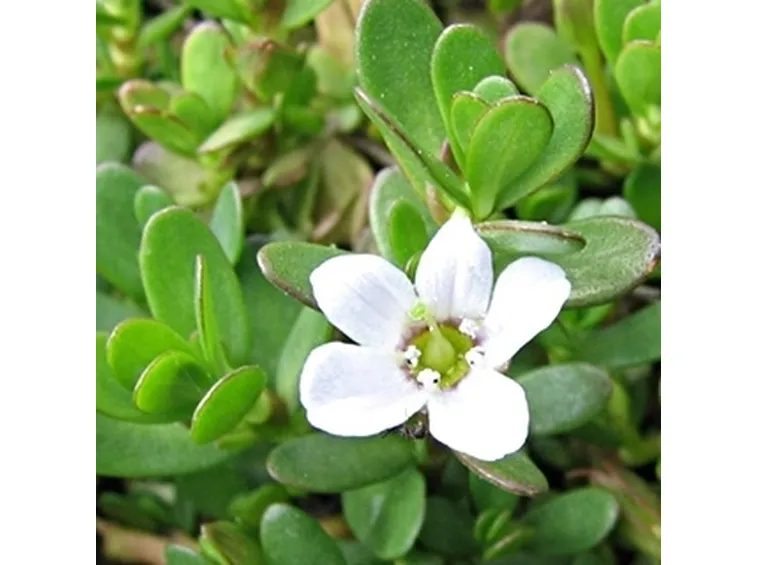 bacopa monniera