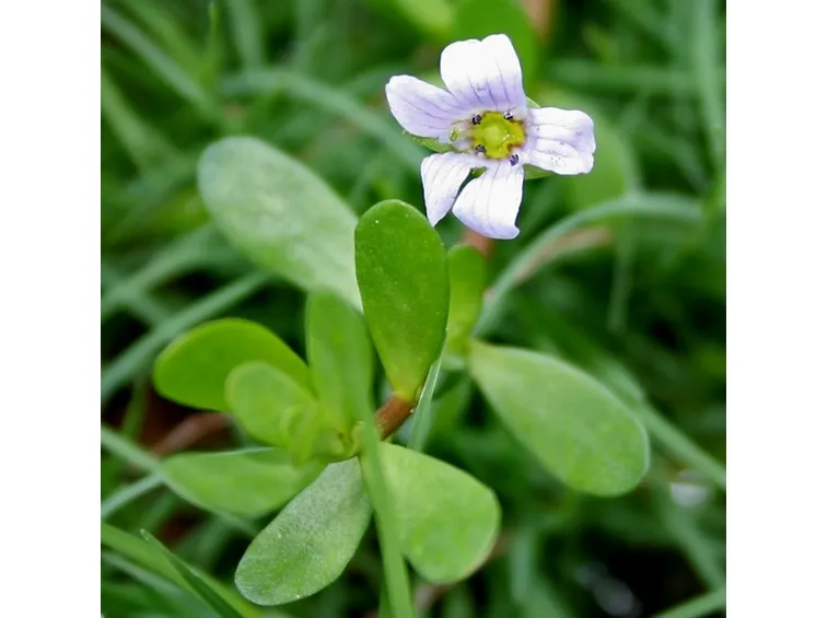 bacopa monniera 2