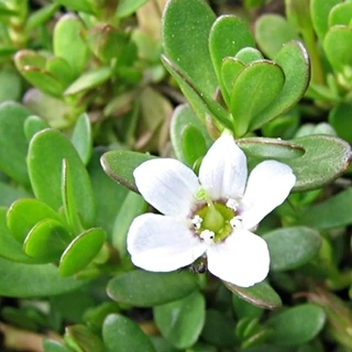 bacopa monniera