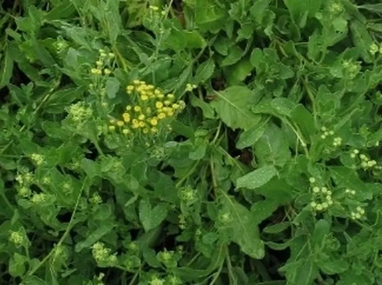 balsamita