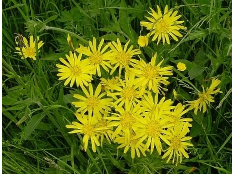 barba di becco  2