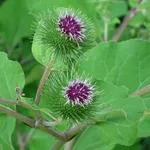 bardana