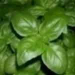basilico