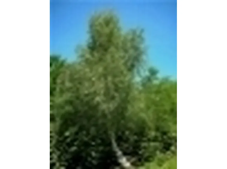 betulla2