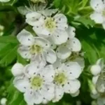 biancospino
