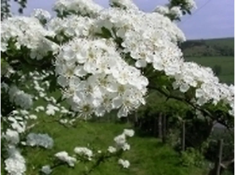 biancospino 2