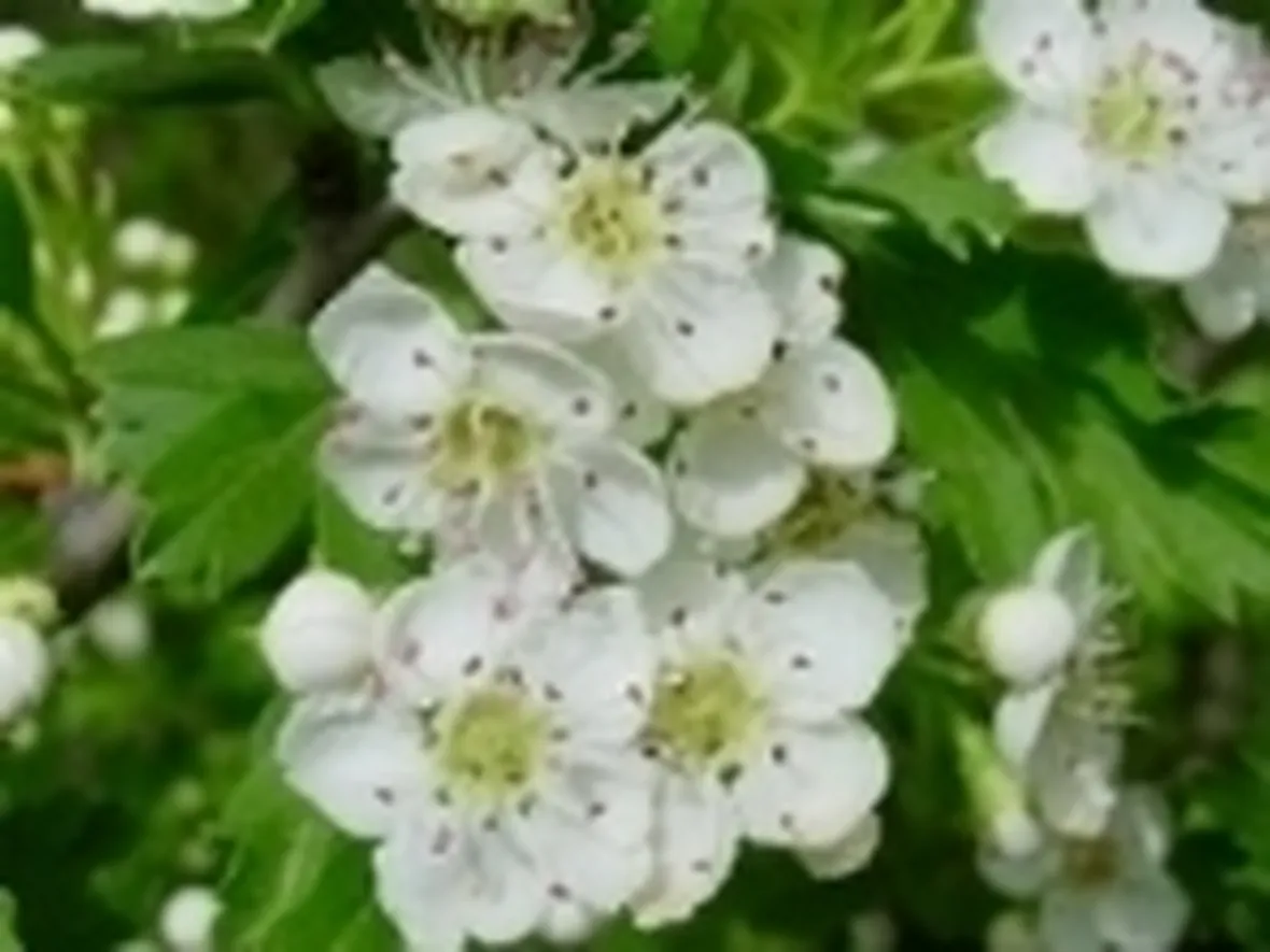 biancospino