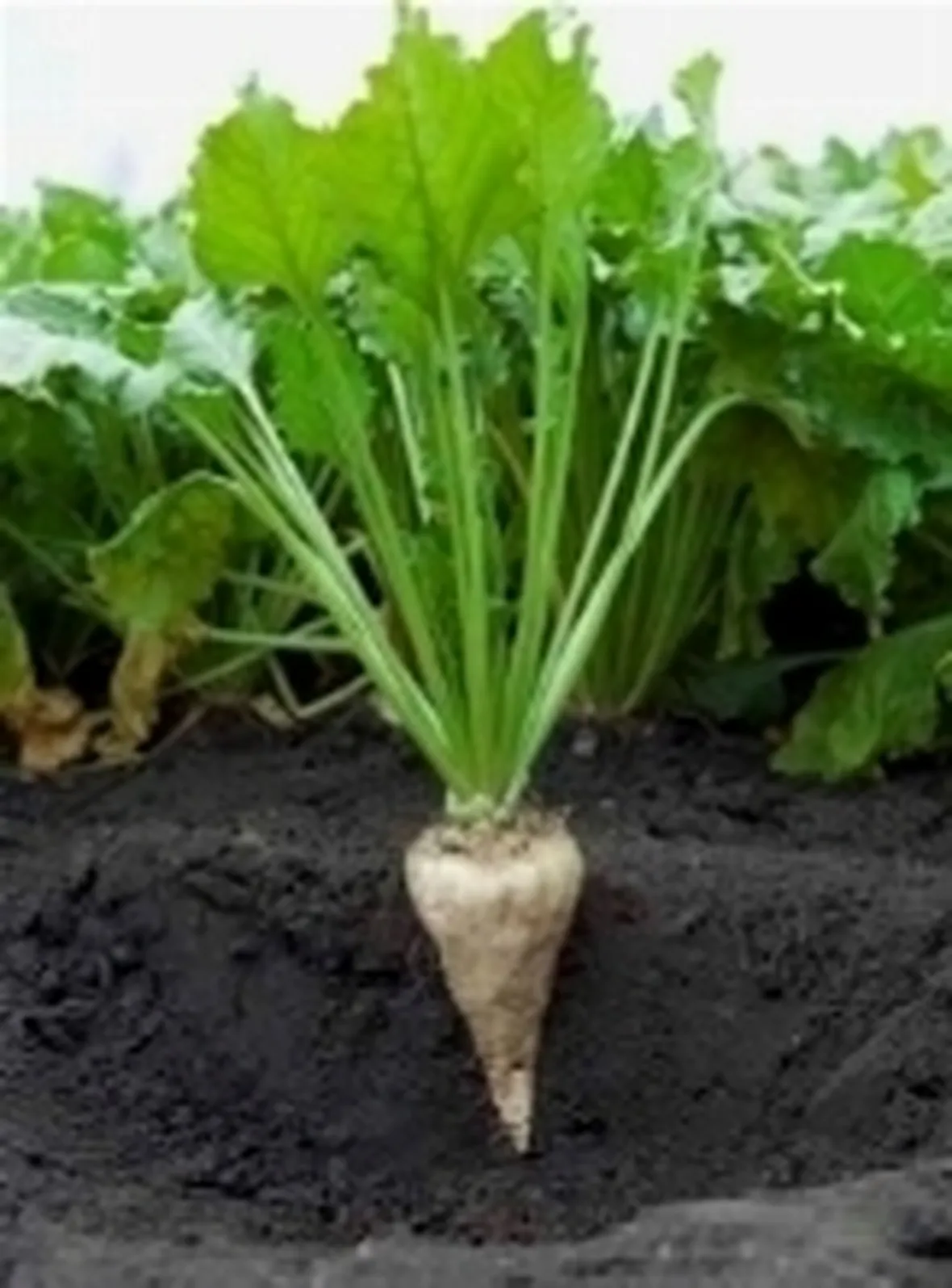 bietola