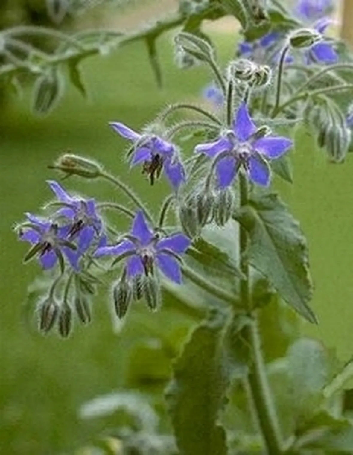 borragine