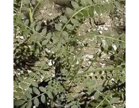 boswellia 
