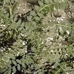 boswellia 