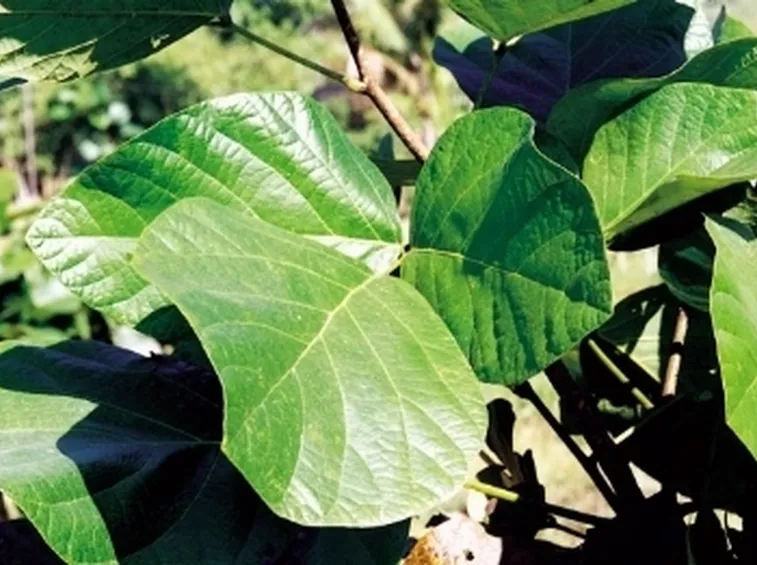 butea superba 2