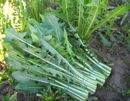 cicoria appena colta