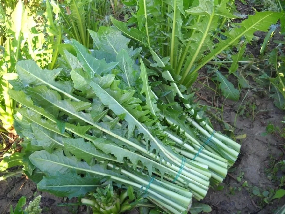 cicoria appena colta