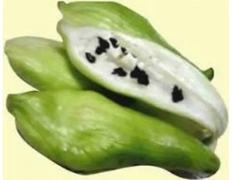 caigua