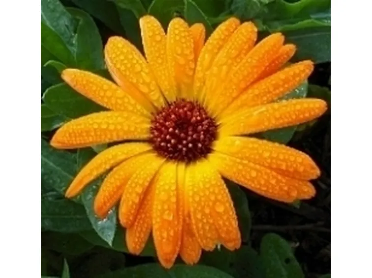 calendula2