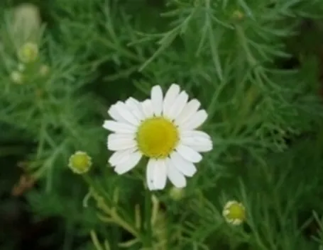 camomilla