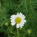 camomilla