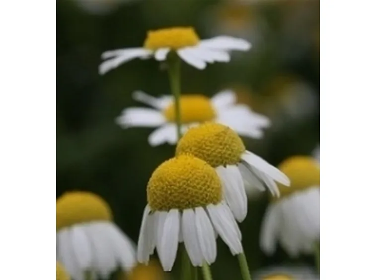 camomilla