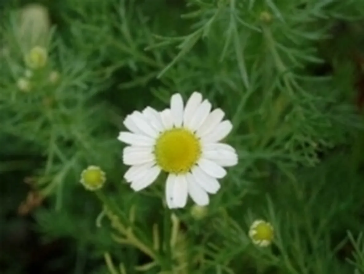 camomilla
