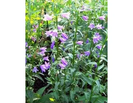 campanula