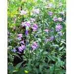 campanula
