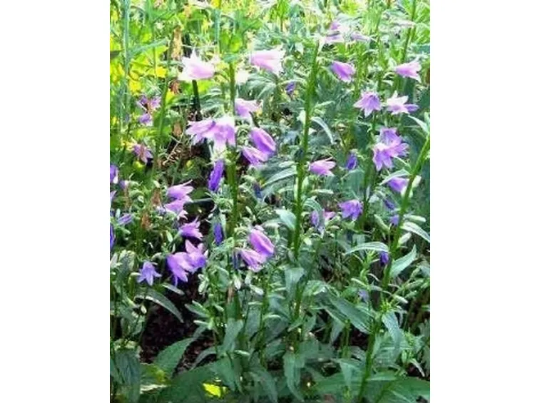 campanula