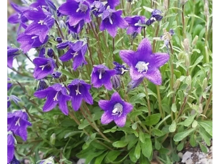 campanula2