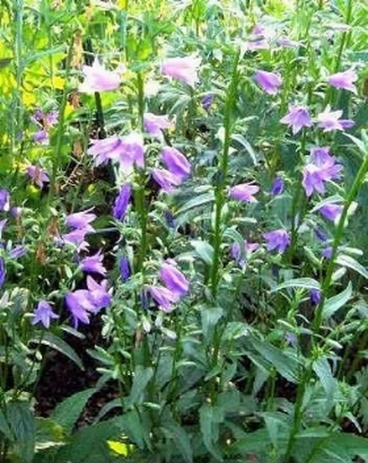 campanula