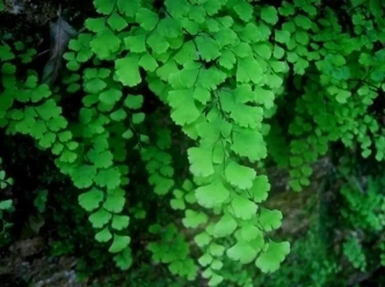 capelvenere2