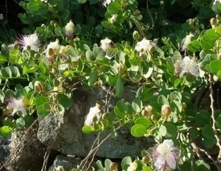 cappero