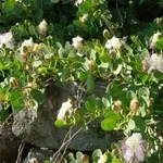 cappero