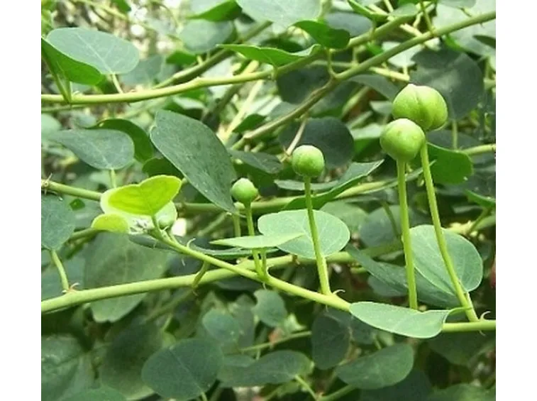 cappero2