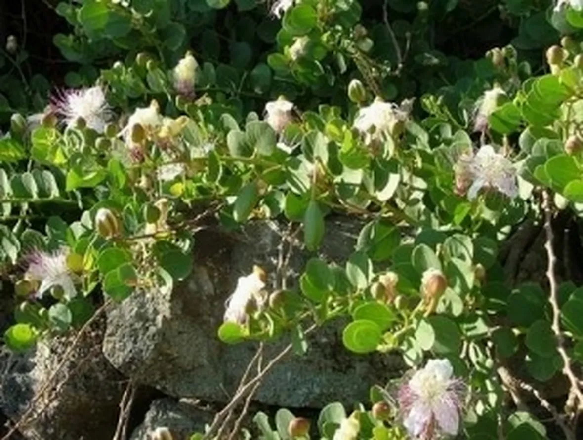 cappero