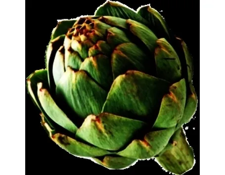 carciofo