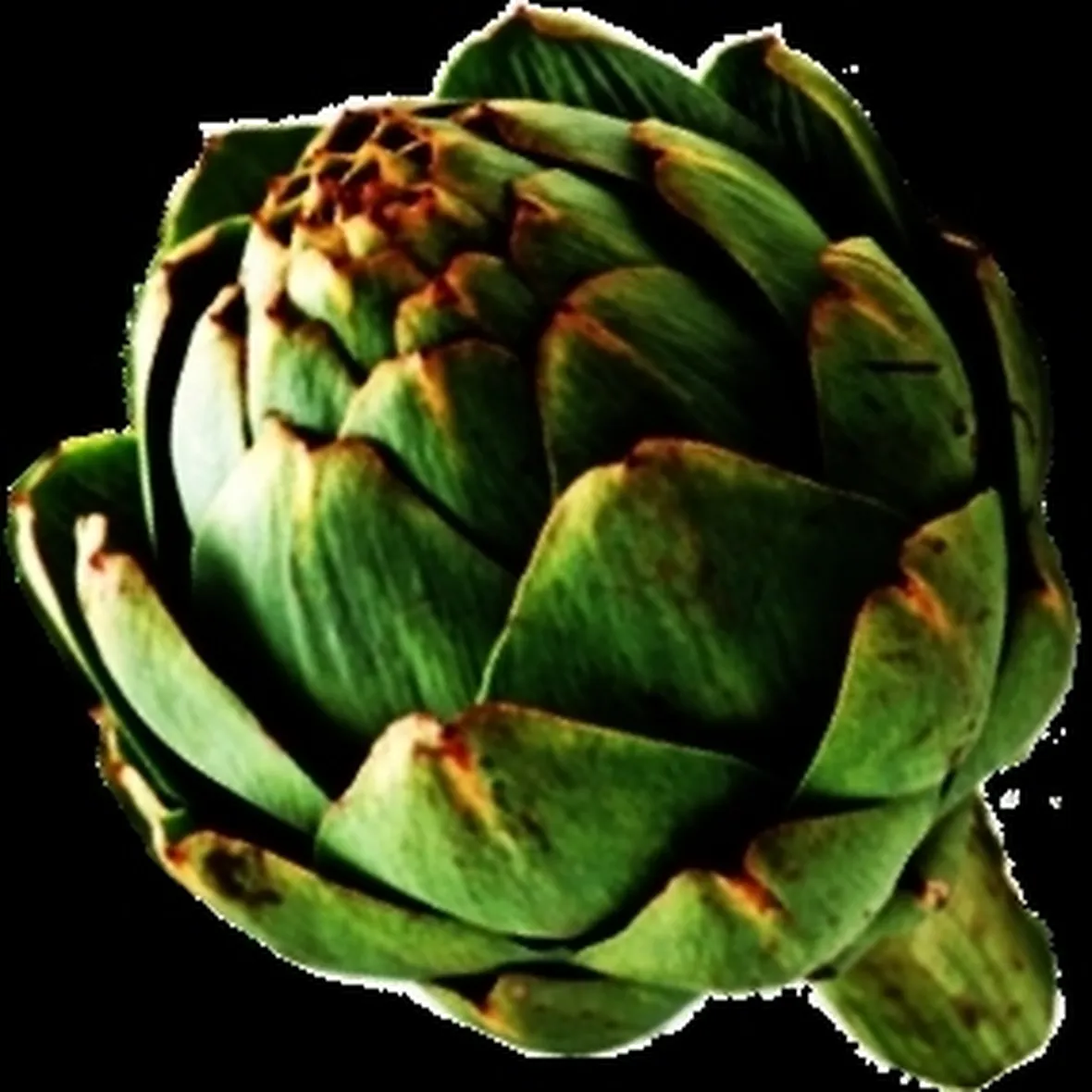 carciofo