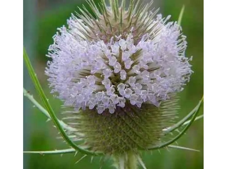 cardo dei lanaioli2