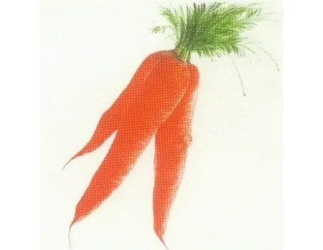 carota