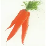 carota