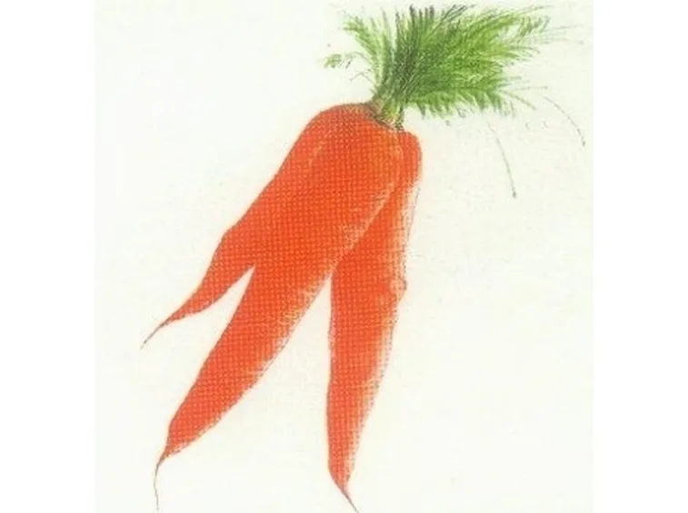 carota