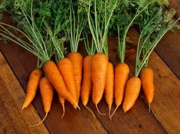carota2