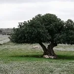 carrubo
